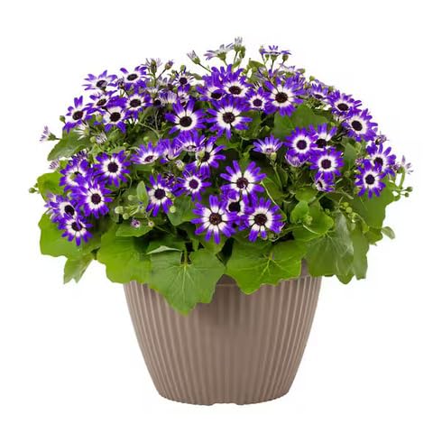 White Violet Cineraria Flower
