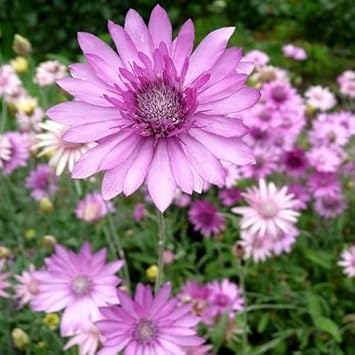 Xeranthemum Annuum Flower Seeds for Planting - 100