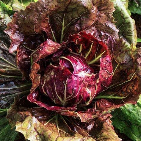 Radicchio Palla Rosa Vegetable Seeds for Planting