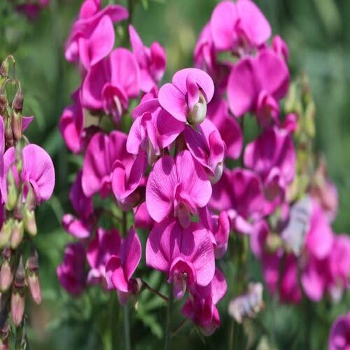 Lathyrus Flower Pink - Heirloom, Non - Gmo Seeds