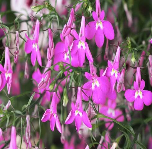 Pink Lobelia Flower - Heirloom, Non - Gmo Seeds