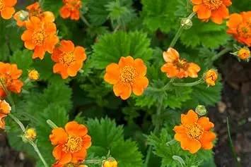 Geum Flower Seeds for Garden Planting - NON GMO Seeds Dhara Seeds