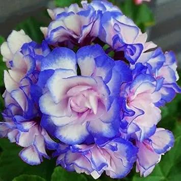 Blue White Pelargonium Flower Seeds for Planting – NON GMO Seeds Dhara Seeds