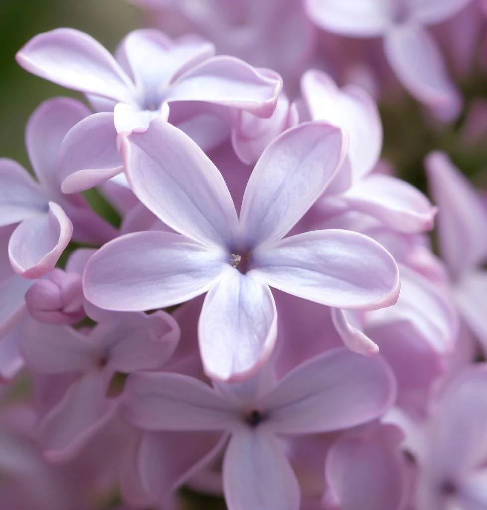 Early Korean Lilac Syringa oblata seeds for fragrant lilac bushes in flowering gardens and hedgerows