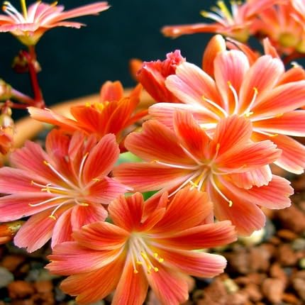 Lewisia Cotyledon Flower Orange - Heirloom, Non - Gmo Seeds