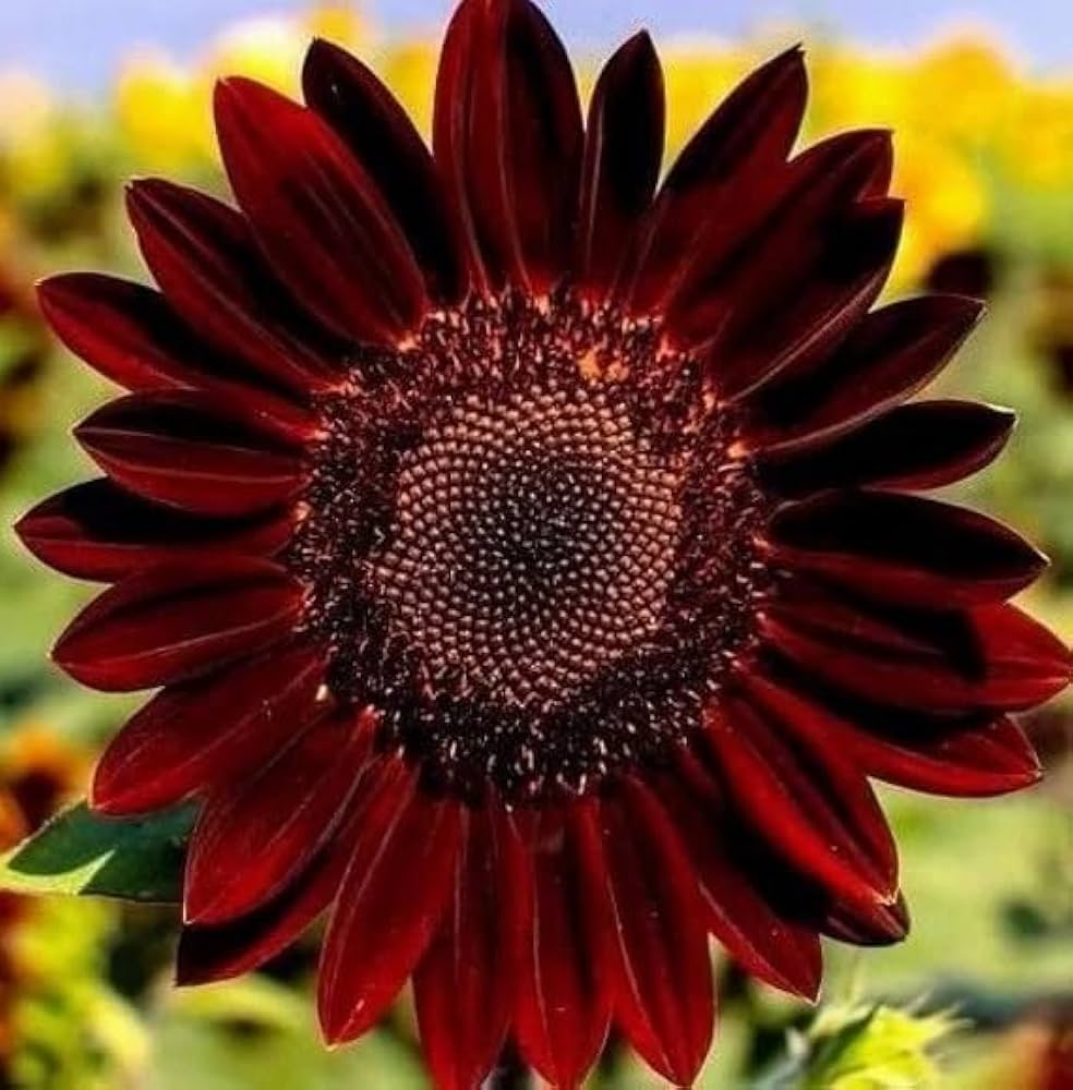 Red Sunflower Helianthus annuus Seeds for Planting - Perfect for Flower Bed & Vegetable Patch