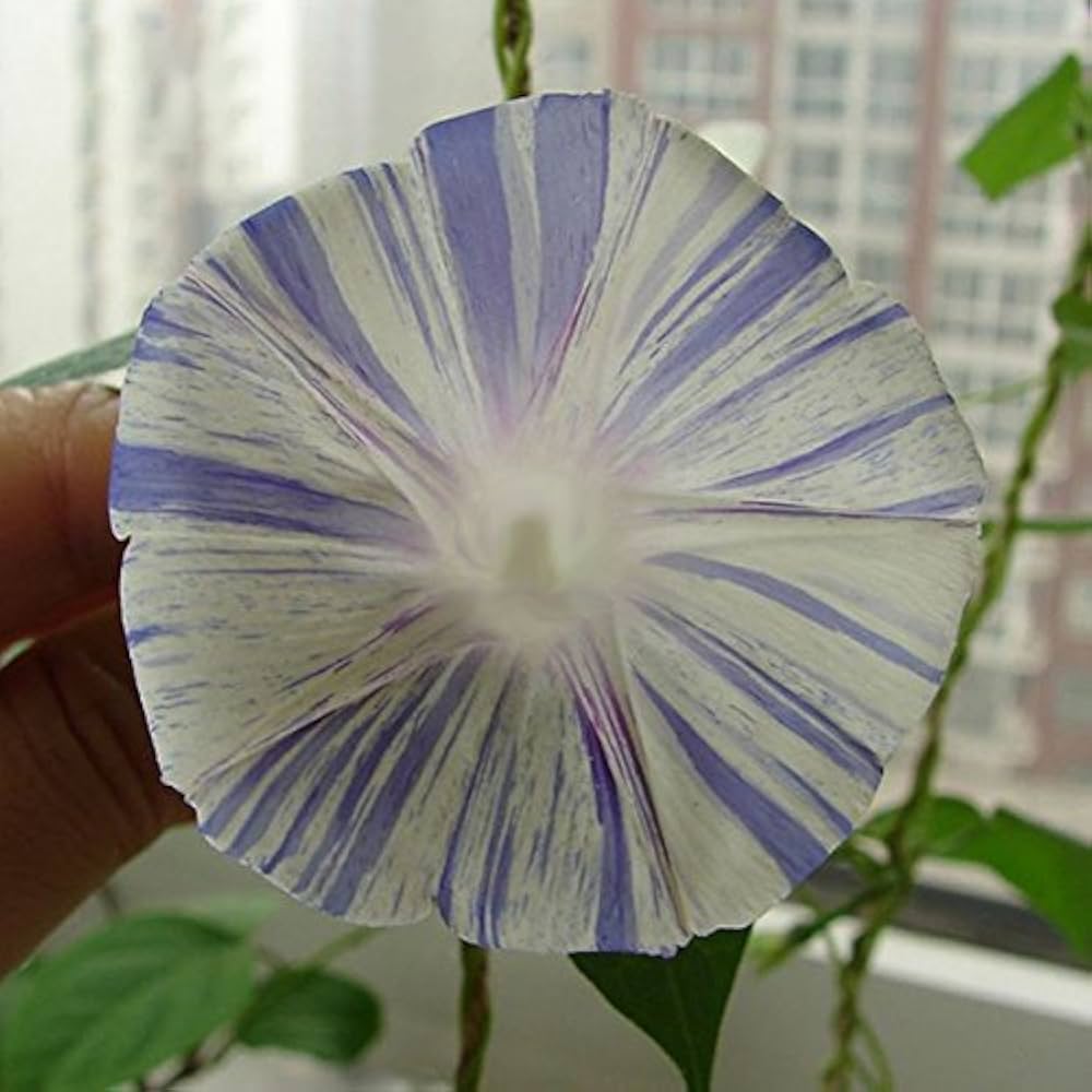 Morning Glory Venice Blue