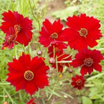 Red Coreopsis Flower Seeds for Planting - NON GMO Seeds Dhara Seeds