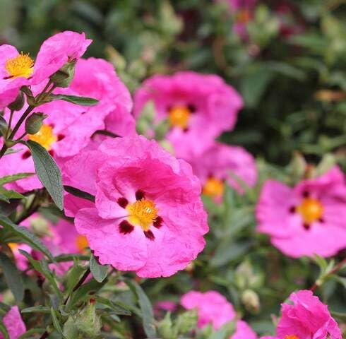 Pink Cistus Creticus Flower - Heirloom, Non - Gmo Seeds