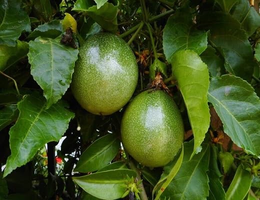 Green Maracuja Fruit - Heirloom, Non - Gmo Seeds