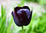 Black Tulip Flower Seeds for Planting - Heirloom & Non-GMO Seeds for Beautiful Home Garden Dhara Seeds