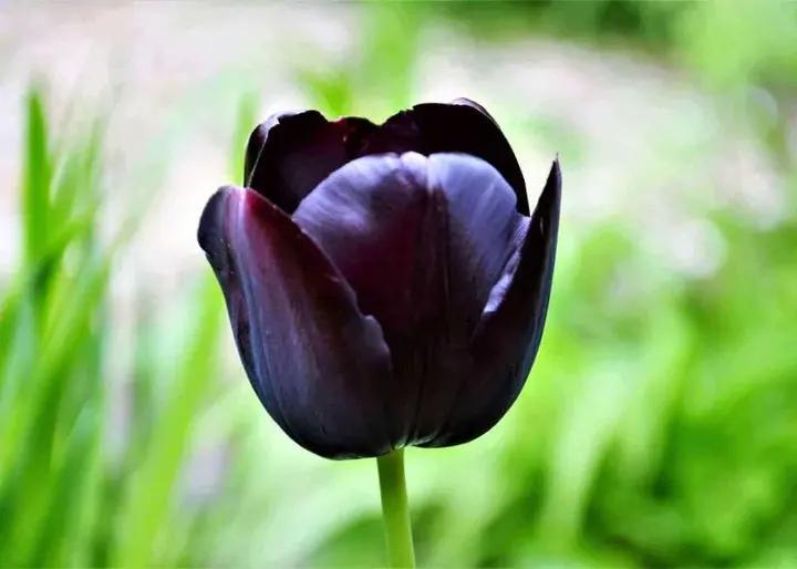 Black Tulip Flower Seeds for Planting - Heirloom & Non-GMO Seeds for Beautiful Home Garden Dhara Seeds
