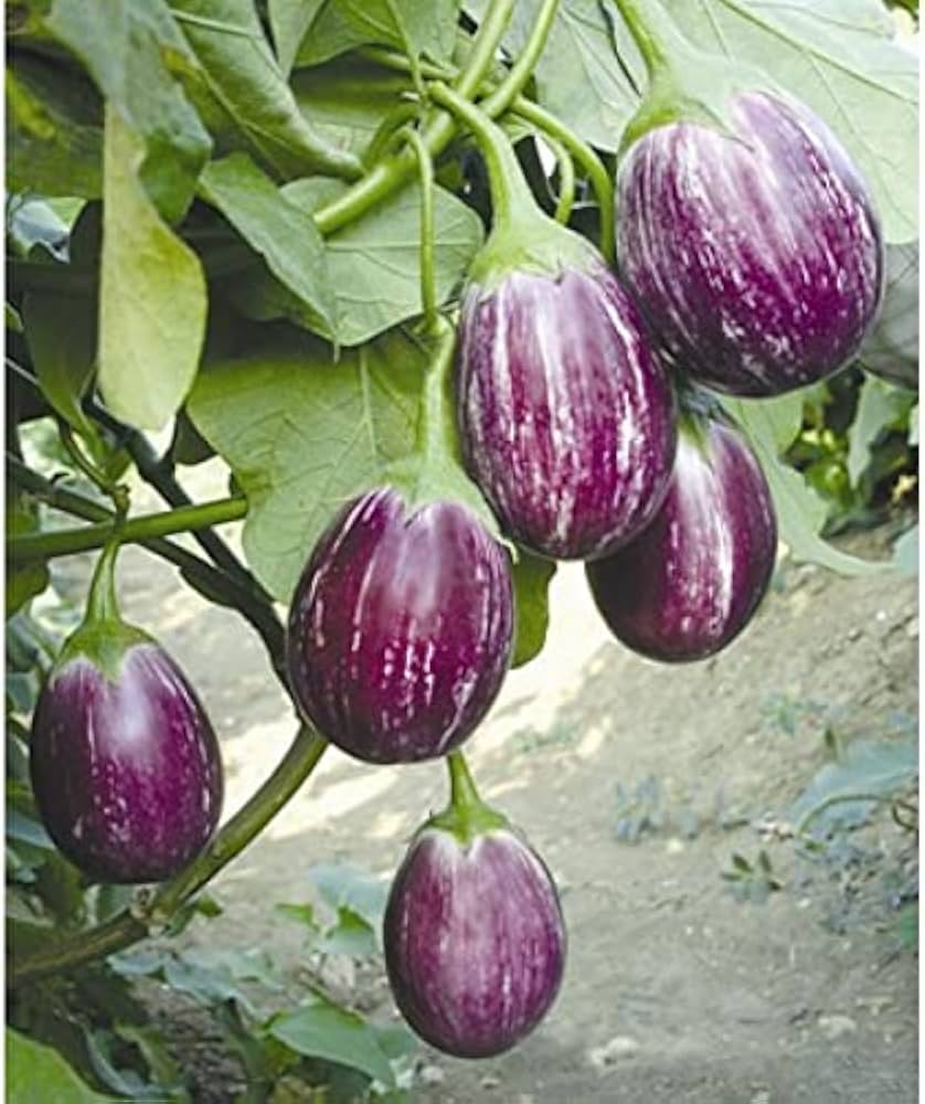 Rare Melon Eggplant Seeds, Flowering Potted Plant, Home Vegetable, and Fruit Tree Seeds