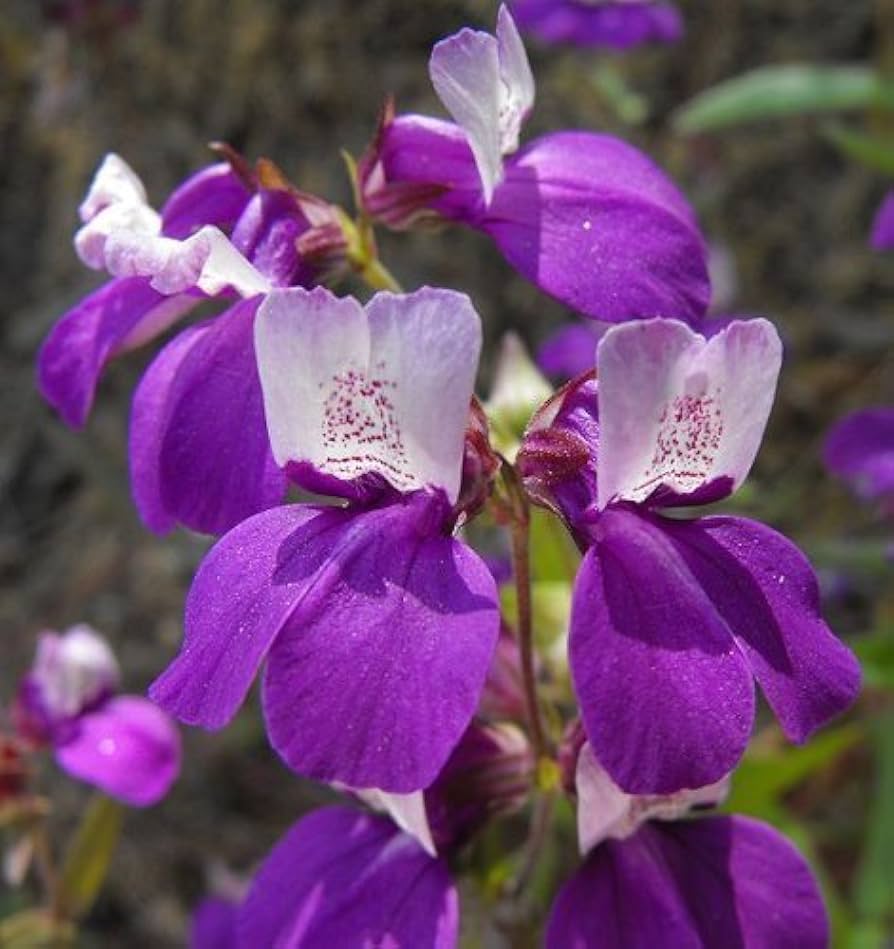 Chinese Houses Seeds Collinsia heterophylla for Planting in Home Garden or Flower Bed