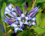 Blue White Gentian Flower Seeds for Planting - 100 seeds for planting in home garden