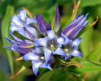Blue White Gentian Flower Seeds for Planting - 100 seeds for planting in home garden
