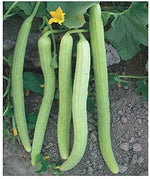 Armenian Pale Green Cucumber Seeds for planting refreshing cucumbers in garden