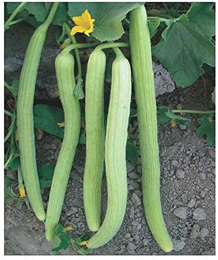 Armenian Pale Green Cucumber Seeds for planting refreshing cucumbers in garden