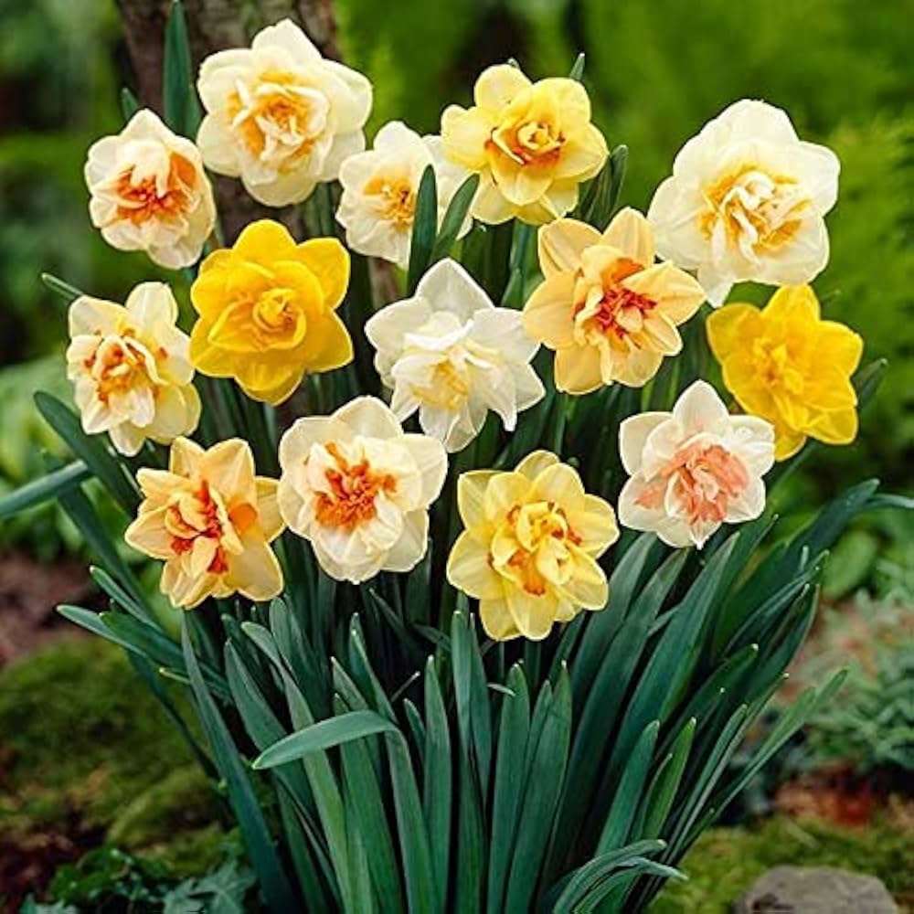 Daffodil Narcissus Pseudonarcissus Double Petal Aquatic Flower Seeds for Planting – Ideal for Moist Garden Beds and Seasonal Blooms