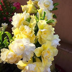 Yellow White Rose Flower Heirloom Non Gmo Image