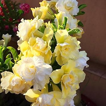 Yellow White Rose Flower Heirloom Non Gmo Image