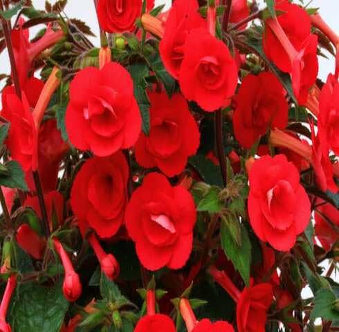 Red Achimenes Flower