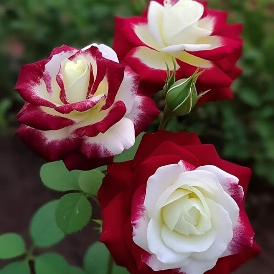 Mini Heirloom Nine-Color Rose Decorative Flowering Seeds For Planting
