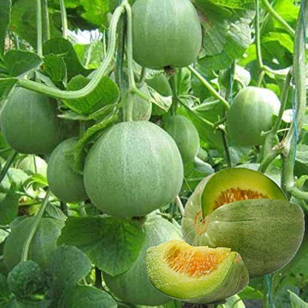 Green Cucumeropsis Seeds for Planting