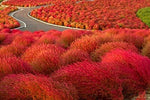 Kochia scoparia perennial ornamental grass seeds