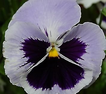 Heirloom Non-GMO White Blue Wittrockiana Flower Seeds for Vibrant Garden Displays and Planting