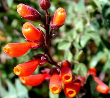 Eccremocarpus Scaber Flower Seeds – Heirloom Non-GMO Seeds for Vibrant Climbing Garden Planting