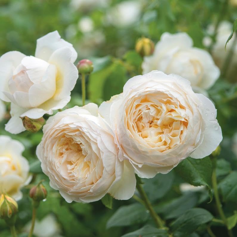 Climbing Rose Seeds – Bonsai Tree Plants for Home Garden