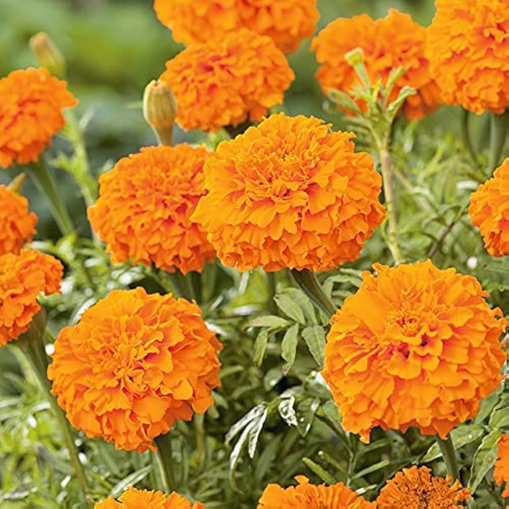 African Marigold Tagetes erecta flower seeds for planting in home garden borders and pots