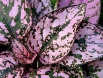 Hypoestes Polka Plant Seeds Pink for Planting 100 Dhara Seeds