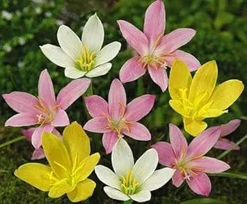 Mixed Rain Lily Flower Seeds for Planting - NON GMO Seeds Dhara Seeds