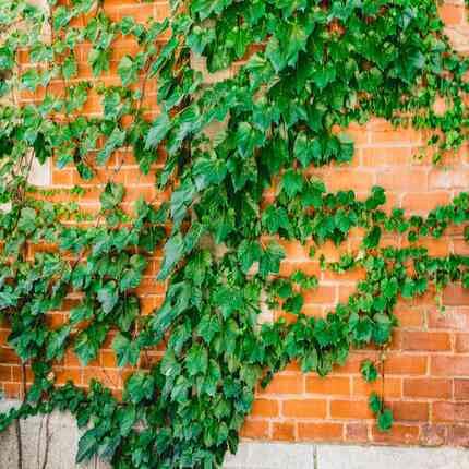 Green Boston Ivy - Heirloom, Non - Gmo Seeds