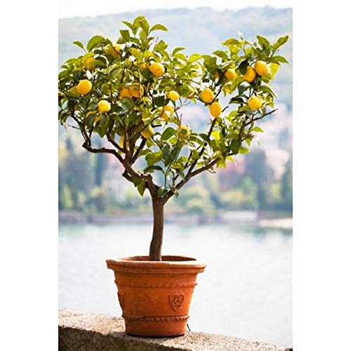 Rainbow Lemon Seeds, Lemon Tree Seeds, Bonsai Fruit, Home Garden, Bonsai Flower Seeds