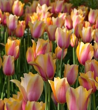 Yellow Pink Tulip Flower Seeds for Planting – Heirloom, Non-GMO, Vibrant Blooms seeds for planting in home garden