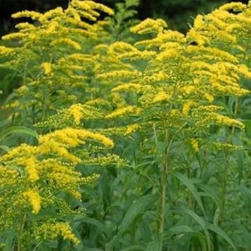 Organic Yellow Solidago Plant Seeds for Planting – Heirloom, Non-GMO for planting in your garden.