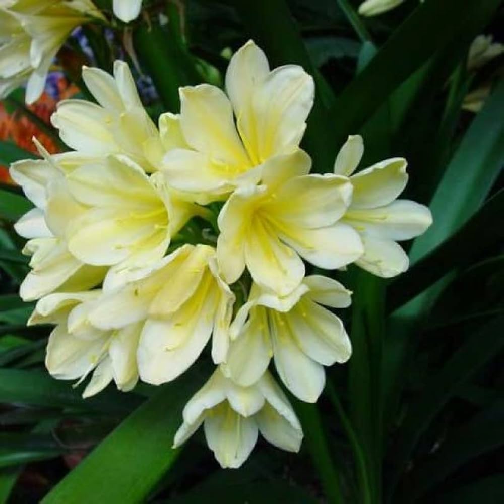 Clivia Flower Seeds - pcs for Foliage Plants & Air Purification in Home Gardens