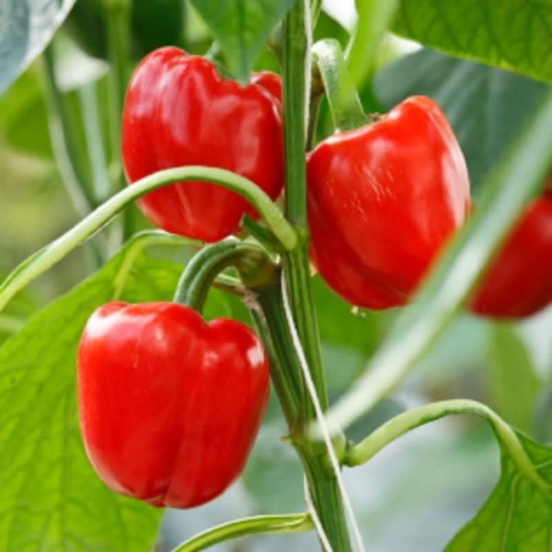 Capsicum Capsicum annuum Vegetable Seeds for Planting Giant Red Variety in Kitchen Garden