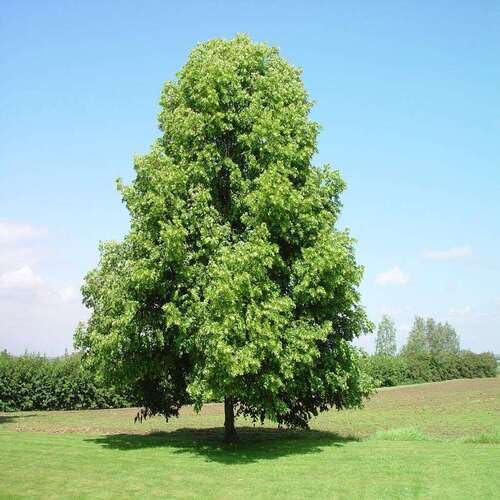 Linden Tree Green - Heirloom, Non - Gmo Seeds