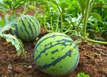Green Watermelon Citrullus lanatus for planting in urban garden