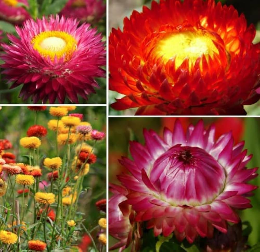 Helichrysum Bikini Mix Seeds for Bright Annual Flower Gardens