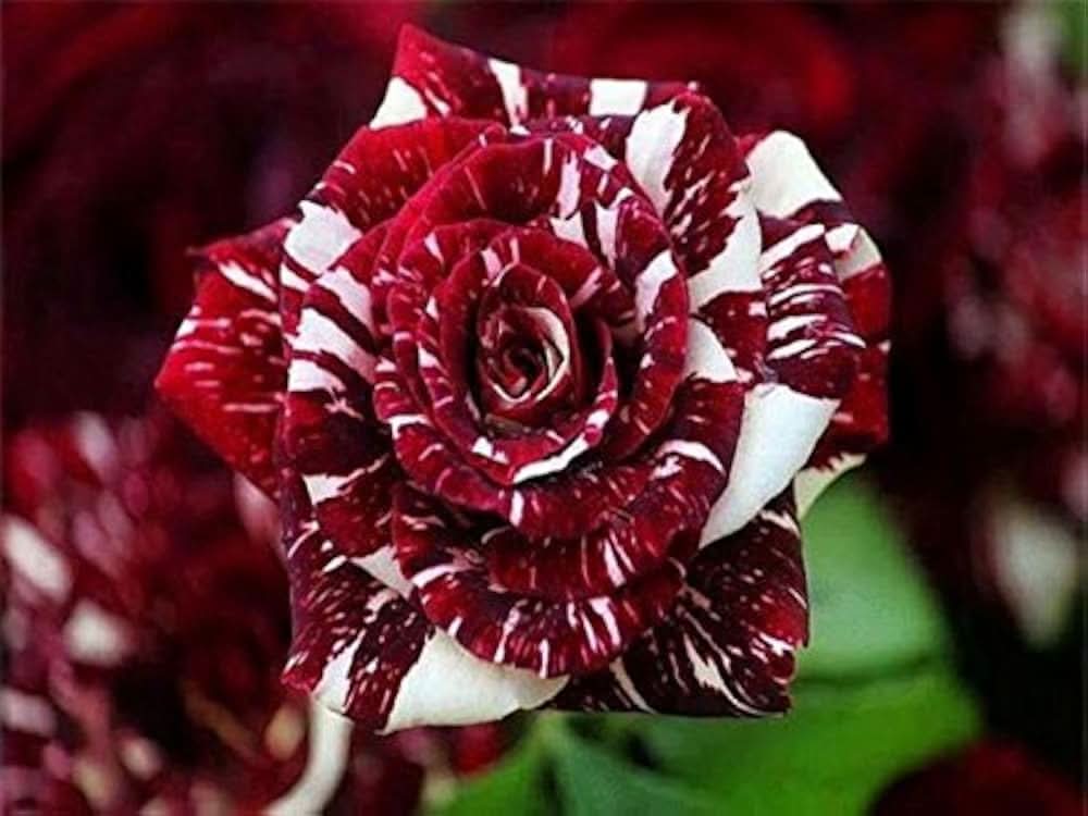 Rose Rosa flower seeds for home garden and container planting