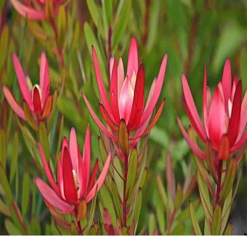 Pink Salignum Flower - Heirloom, Non - Gmo Seeds