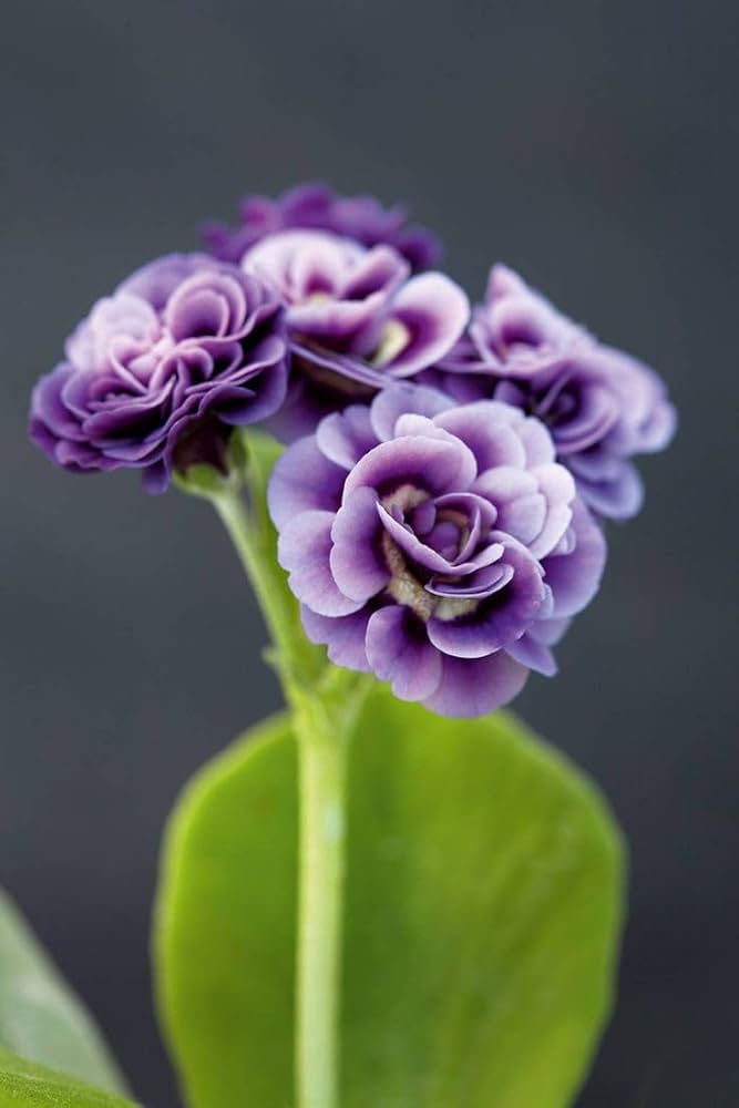 Violet Primrose Flower Seeds for Planting-100 pcs