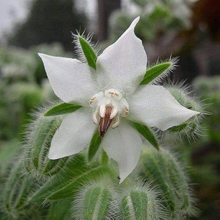 Borage White Seeds for Planting – Organic, Heirloom, Non-GMO Flower & Herb Seeds