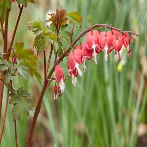 Red Dicentra Flower