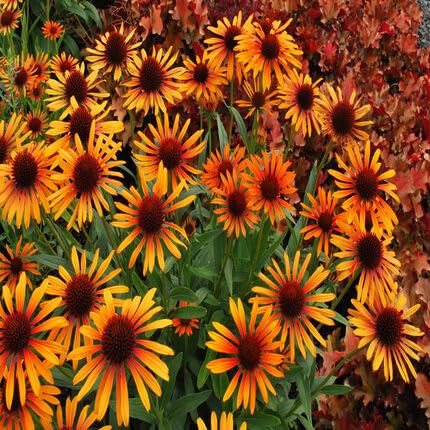 Orange Echinacea Flower